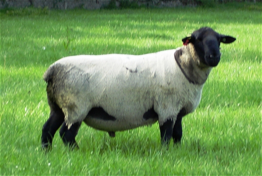 Suffolk Stock Ram