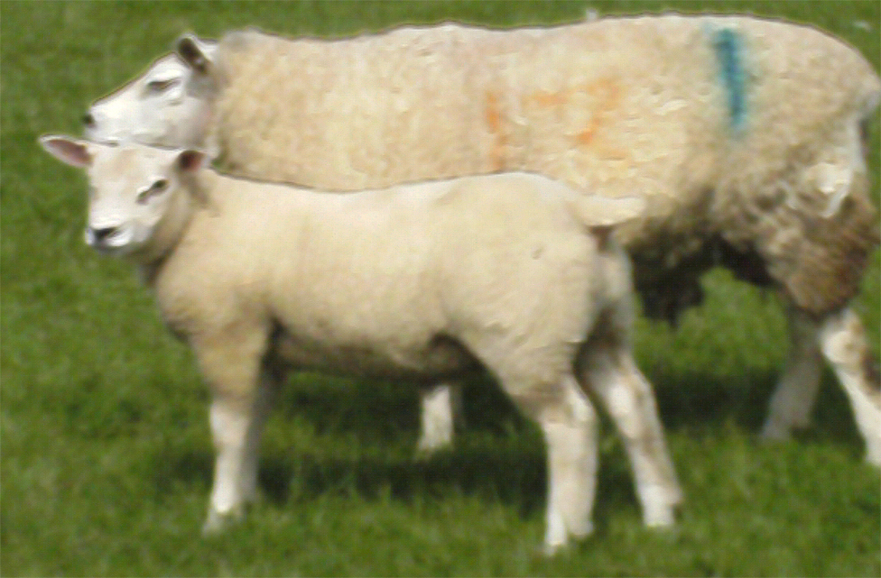 Ile de France Ewe and Lamb