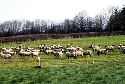 sheep flock management