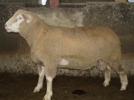 Ile de France Ram