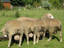 Pedigree Ile de France Rams