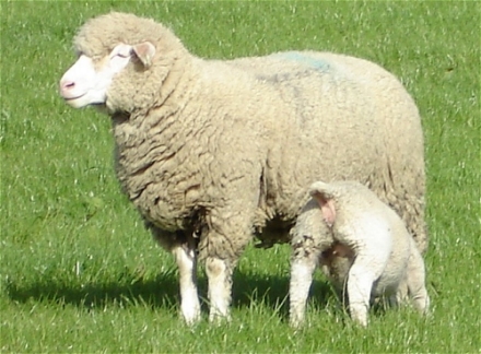 ile de france ewe and lamb at grass