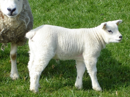 ile de france lamb