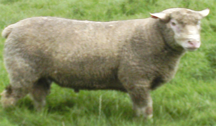 Chapelizod Ile De France Shearling Ram