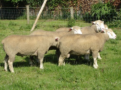 Chapelizod Shearling Ile De France Rams for sale 2006