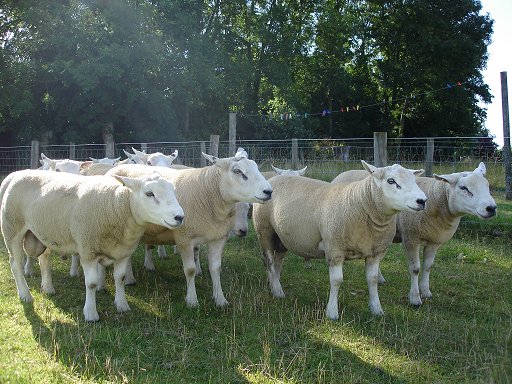 Chapelizod Shearlings