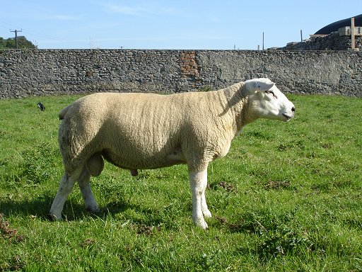 Chapelizod Rams