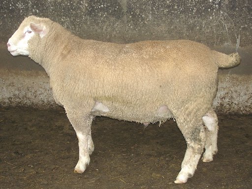 Chapelizod Ile De France Shearling Ram
