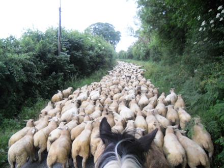 commercial sheep flocks