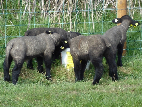 suffolk lambs