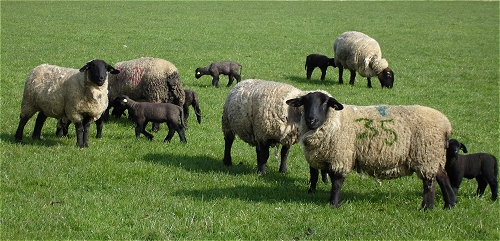 suffolk sheep