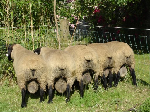 Chapelizod Shearling Suffolk Rams for sale 2006