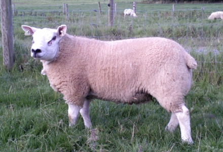 texel ram