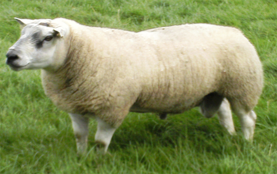 Chapelizod Texel Shearling Ram