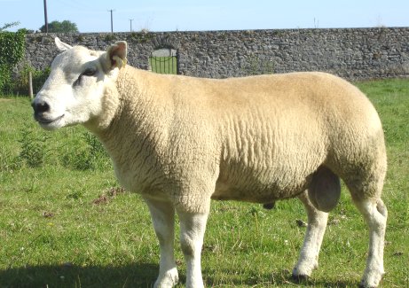 Chapelizod Texel Shearling Ram