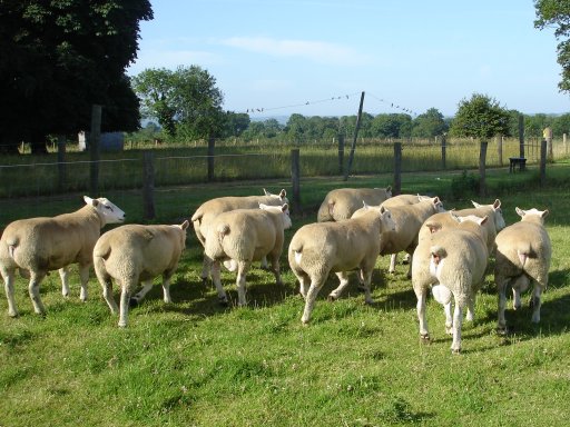 Chapelizod Texel Shearling Rams for sale 2006